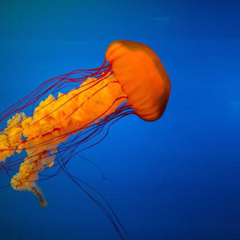 إضاءة محمولة 103